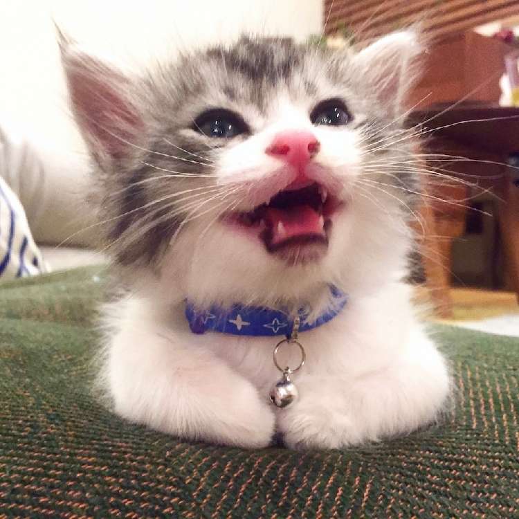 動物,犬,猫,しつけ,飼い方,育て方,病気,健康