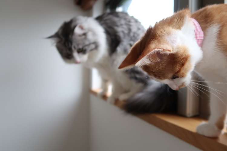 動物,犬,猫,しつけ,飼い方,育て方,病気,健康