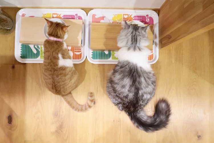 動物,犬,猫,しつけ,飼い方,育て方,病気,健康
