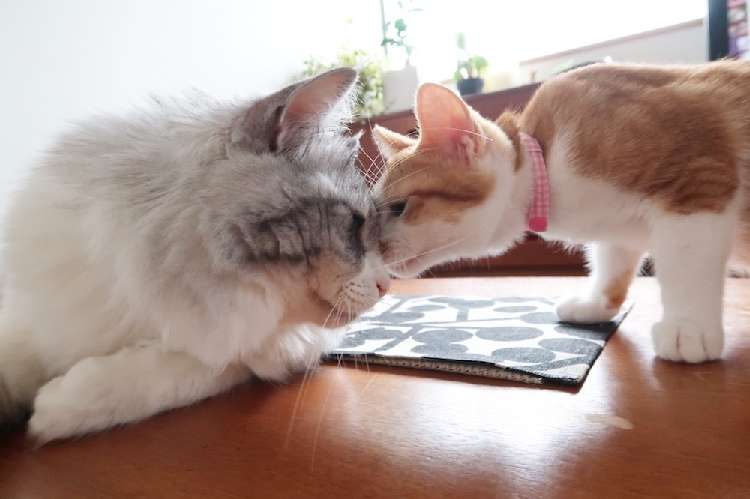 動物,犬,猫,しつけ,飼い方,育て方,病気,健康