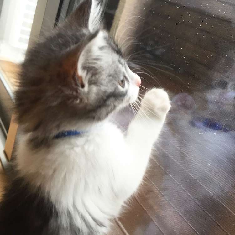 動物,犬,猫,しつけ,飼い方,育て方,病気,健康