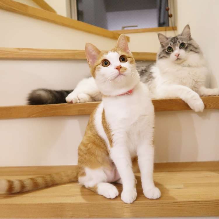 動物,犬,猫,しつけ,飼い方,育て方,病気,健康