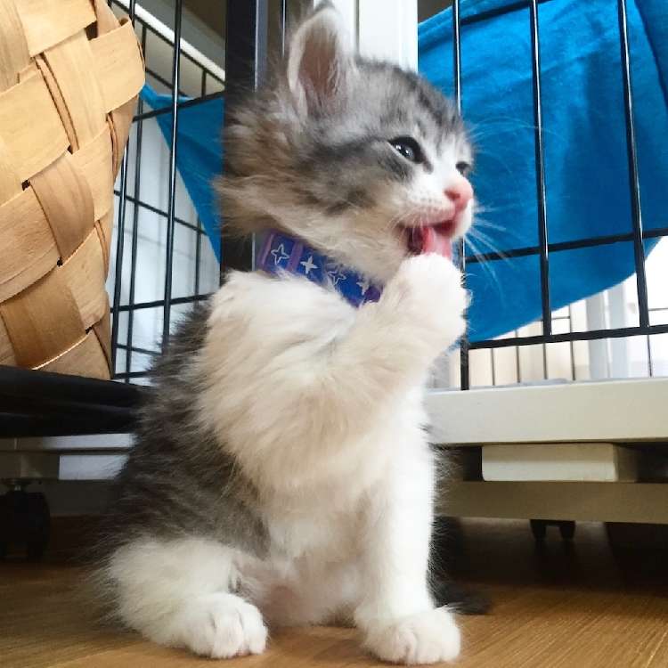 動物,犬,猫,しつけ,飼い方,育て方,病気,健康
