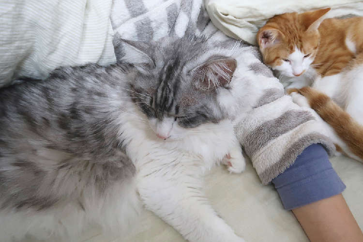 動物,犬,猫,しつけ,飼い方,育て方,病気,健康