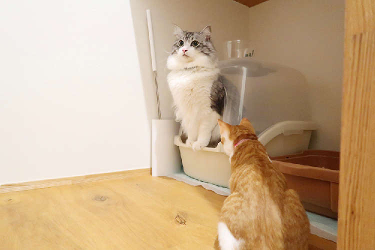 動物,犬,猫,しつけ,飼い方,育て方,病気,健康