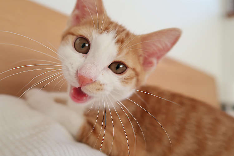 動物,犬,猫,しつけ,飼い方,育て方,病気,健康