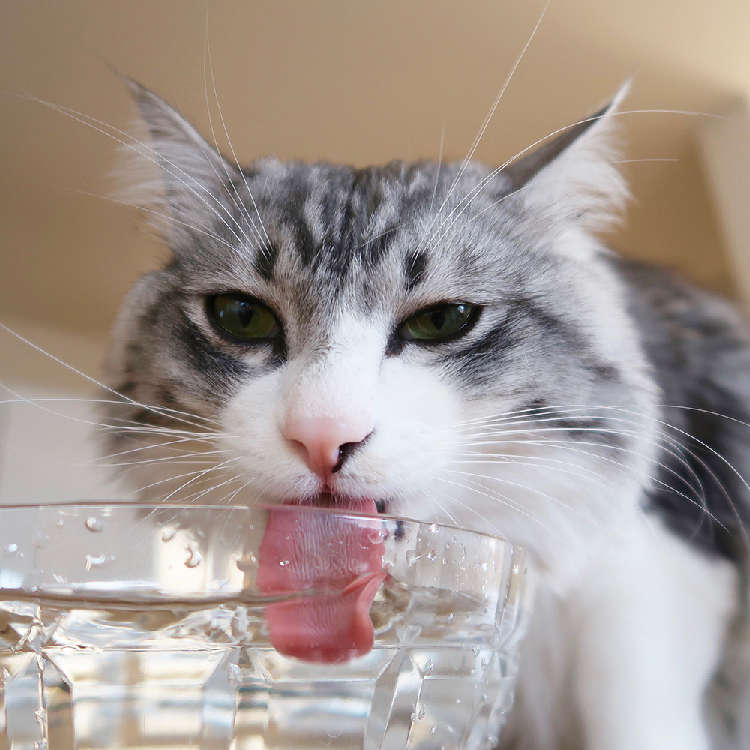 動物,犬,猫,しつけ,飼い方,育て方,病気,健康