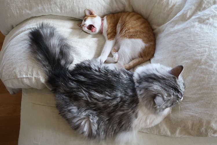 動物,犬,猫,しつけ,飼い方,育て方,病気,健康
