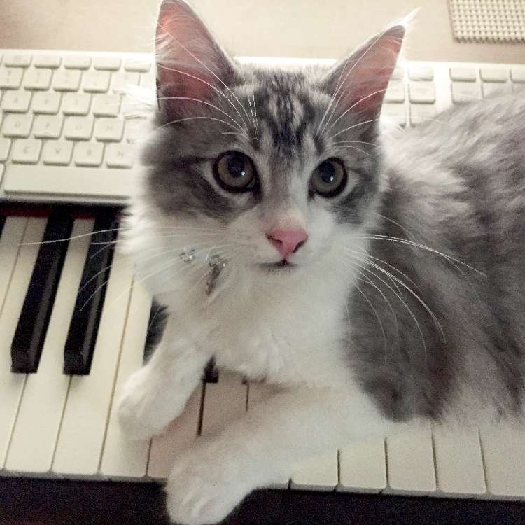 動物,犬,猫,しつけ,飼い方,育て方,病気,健康