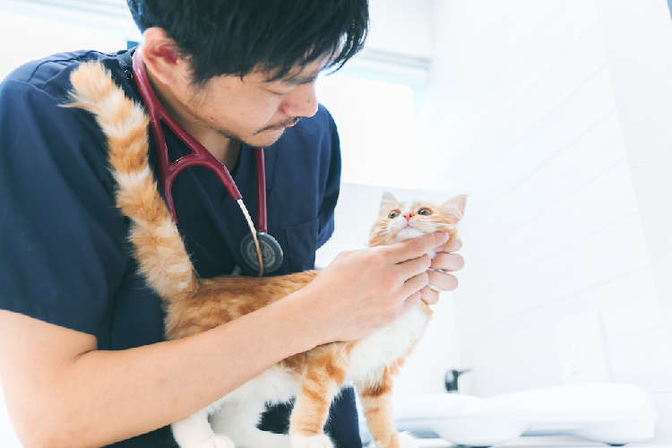 動物,犬,猫,しつけ,飼い方,育て方,病気,健康