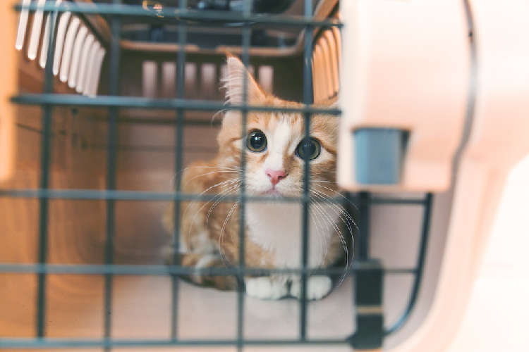 動物,犬,猫,しつけ,飼い方,育て方,病気,健康