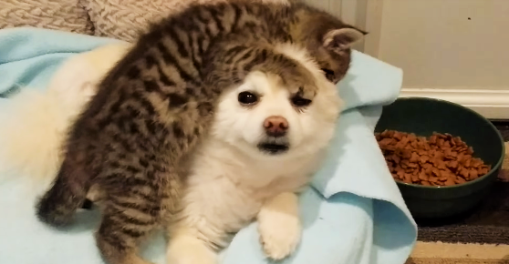 【やんちゃな子猫と優しいポメ♡】保護された子猫の親代わりを任されたワンコ、もみくちゃに…(*´Д`)