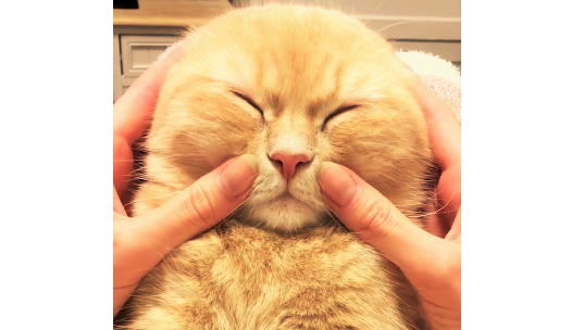 【極上マッサージ♡】愛猫のうっとり顔を見ながら…羨ましすぎるモフモフタイムの様子が癒される(´Д`)