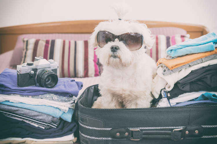 知っているようで、意外に知らない!? 犬と旅行するときのルール&マナー