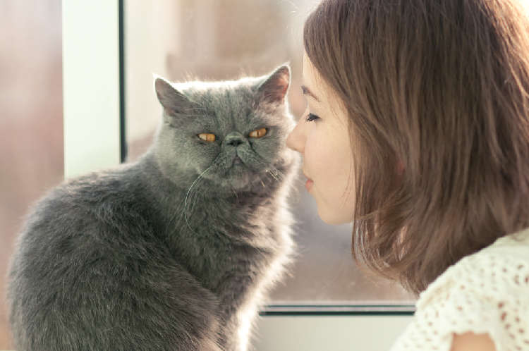 今からでも間に合う! あなたの愛猫を少しでも人慣れさせるためのコツ