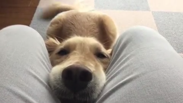 メロメロ パパのお膝に挟まるゴールデンレトリバーのミユちゃん ご満悦の表情が D Peco ベッド や窓辺 人と同じように ワンコにもお dメニューニュース Nttドコモ メロメロ パパのお膝に挟まるゴールデンレトリバーのミユちゃん ご満悦の表情が D Peco ベッド や窓辺 人と同じように ワンコにもお dメニューニュース Nttドコモ