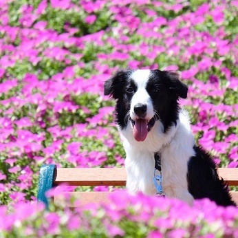 マザー牧場のお花畑〝桃色吐息〟で愛犬の写真を撮ろう