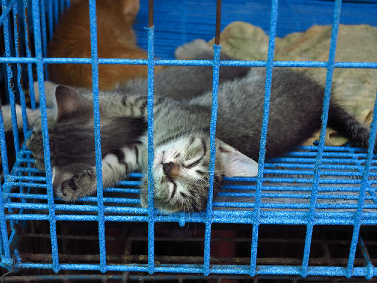 猫にはケージが本当に必要? ケージのメリットと使い方について