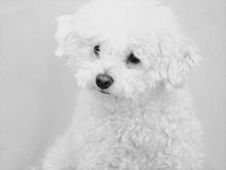 人気のミックス犬 “マルプー” その性格、特徴とは?