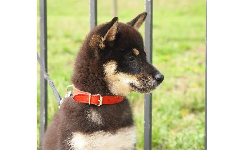柴犬のケージ飼い、きちんとした方法なら大丈夫!