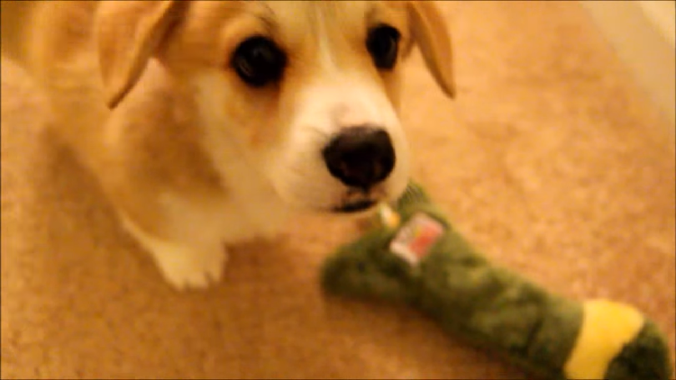 犬が頭いいのは皆さんもご存じのとおり。色んな芸が出来たり、飼い主の考えてることが不思議と分かってたり。でもコーギーの子犬のワッフルズ君は自分の可愛さをすでに