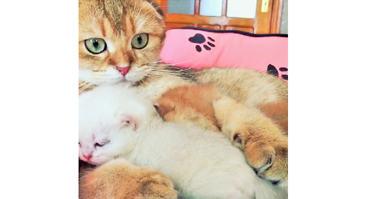 甘えん坊の子猫がもぞもぞよってきた!→ このあと、大人猫がとった行動に、愛を感じる(*´ェ`*)♡