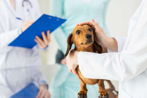 動物,犬,猫,しつけ,飼い方,育て方,病気,健康