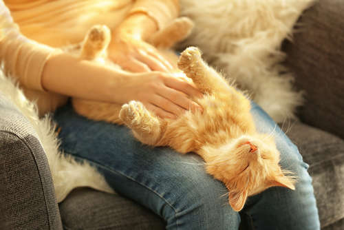 動物,犬,猫,しつけ,飼い方,育て方,病気,健康