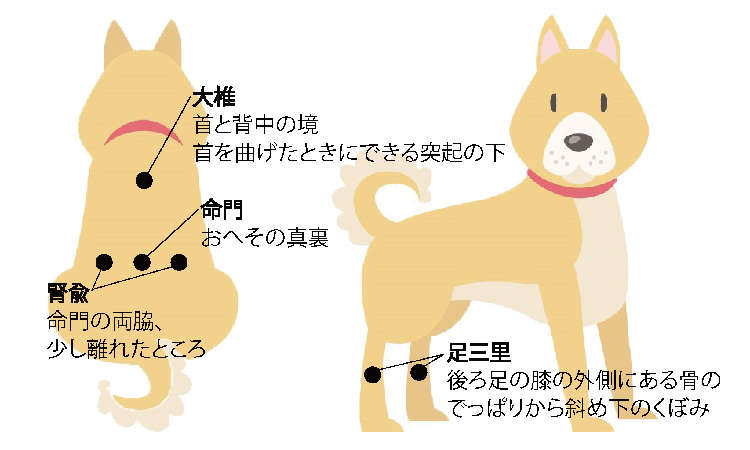 動物,犬,猫,しつけ,飼い方,育て方,病気,健康