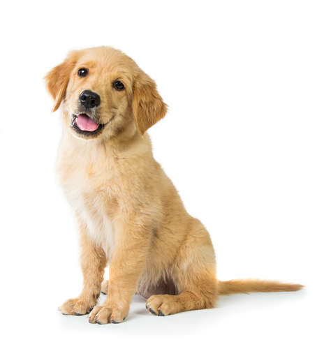 動物,犬,猫,しつけ,飼い方,育て方,病気,健康