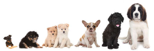 動物,犬,猫,しつけ,飼い方,育て方,病気,健康
