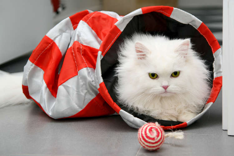 猫にも飼い主にも優しい&楽しい! 今、注目のグッズを紹介♪