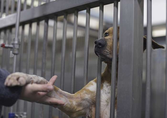 動物,犬,猫,しつけ,飼い方,育て方,病気,健康