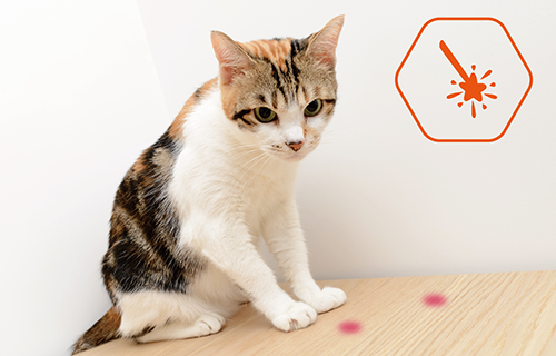 動物,犬,猫,しつけ,飼い方,育て方,病気,健康