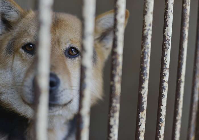 動物,犬,猫,しつけ,飼い方,育て方,病気,健康