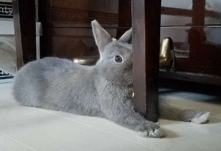 【椅子の脚に顔面ぺったり】ウサギさんの謎のリラックス体勢に、飼い主さんも困惑…(; ・`д・´)4枚