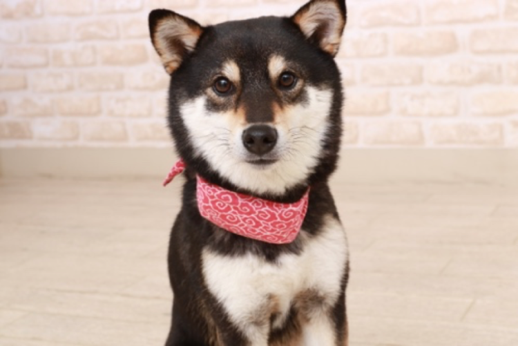 動物,犬,猫,しつけ,飼い方,育て方,病気,健康