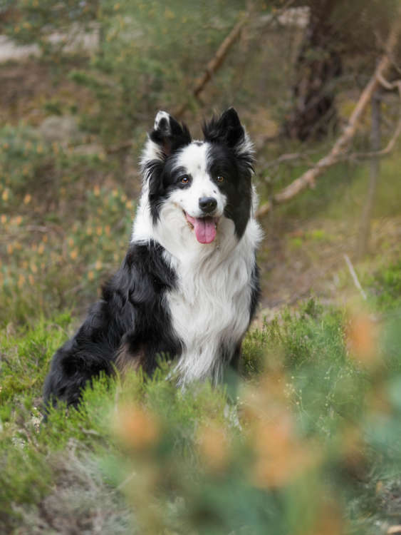 動物,犬,猫,しつけ,飼い方,育て方,病気,健康