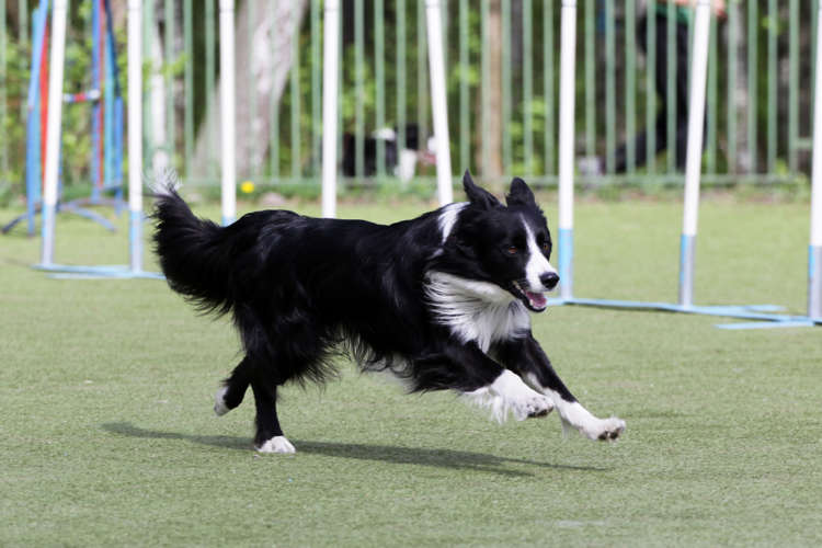 動物,犬,猫,しつけ,飼い方,育て方,病気,健康
