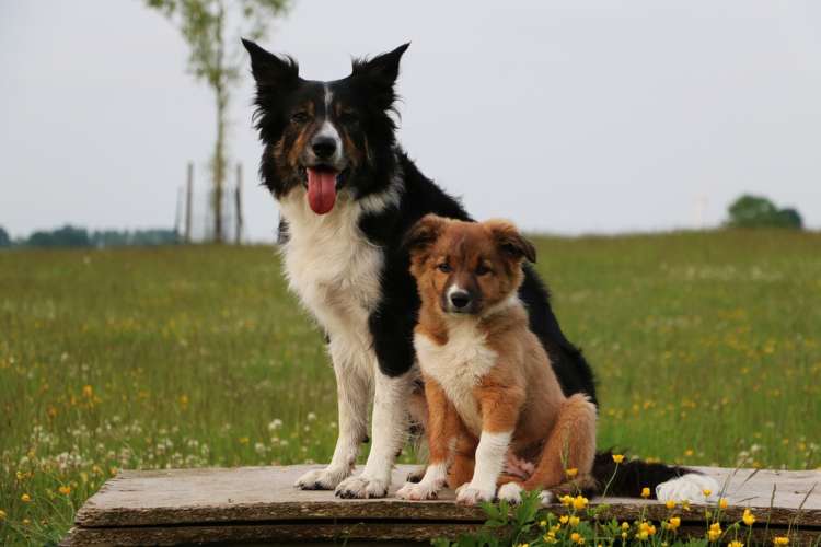 動物,犬,猫,しつけ,飼い方,育て方,病気,健康