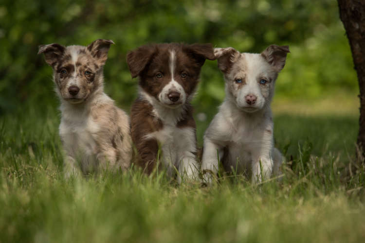 動物,犬,猫,しつけ,飼い方,育て方,病気,健康