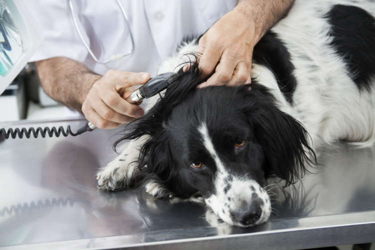 動物,犬,猫,しつけ,飼い方,育て方,病気,健康