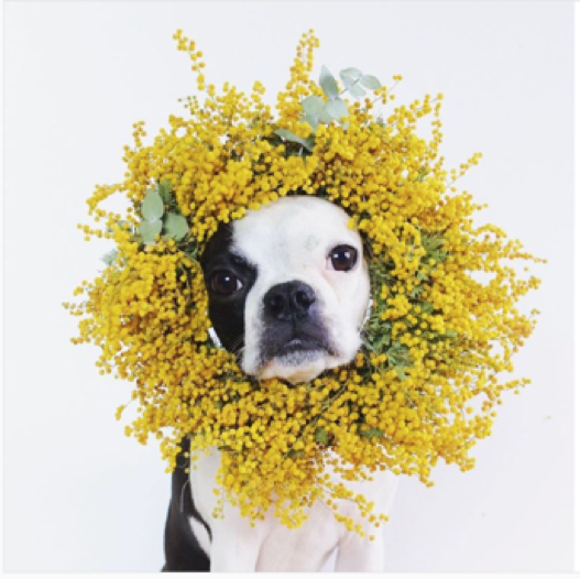 動物,犬,猫,しつけ,飼い方,育て方,病気,健康