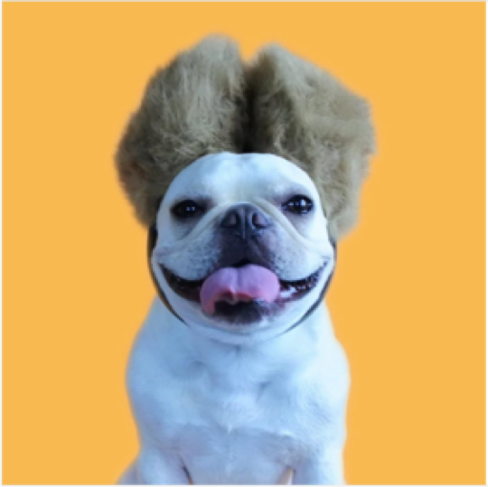 動物,犬,猫,しつけ,飼い方,育て方,病気,健康