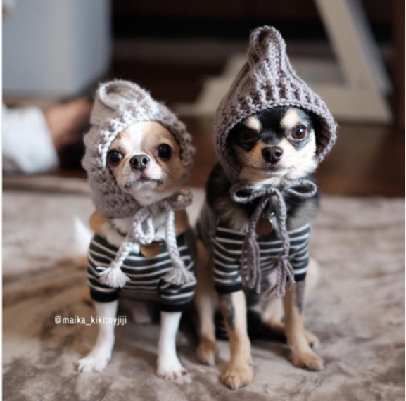 動物,犬,猫,しつけ,飼い方,育て方,病気,健康