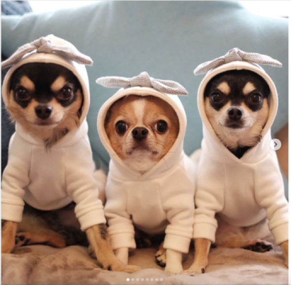 動物,犬,猫,しつけ,飼い方,育て方,病気,健康