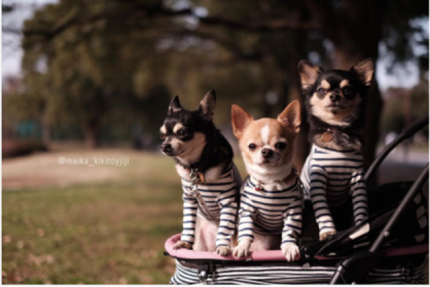 動物,犬,猫,しつけ,飼い方,育て方,病気,健康