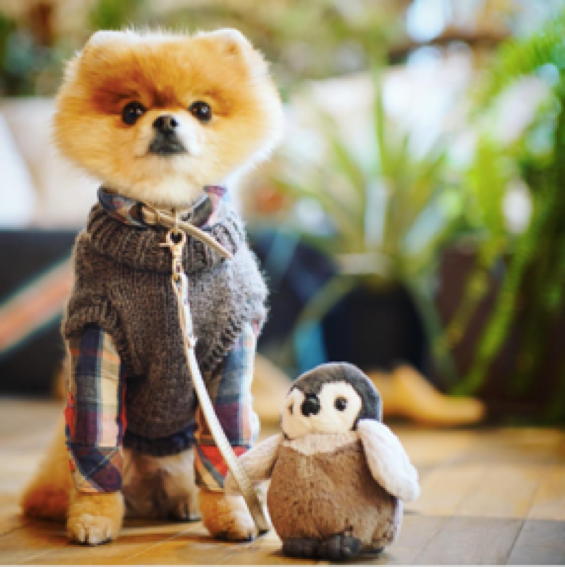 動物,犬,猫,しつけ,飼い方,育て方,病気,健康