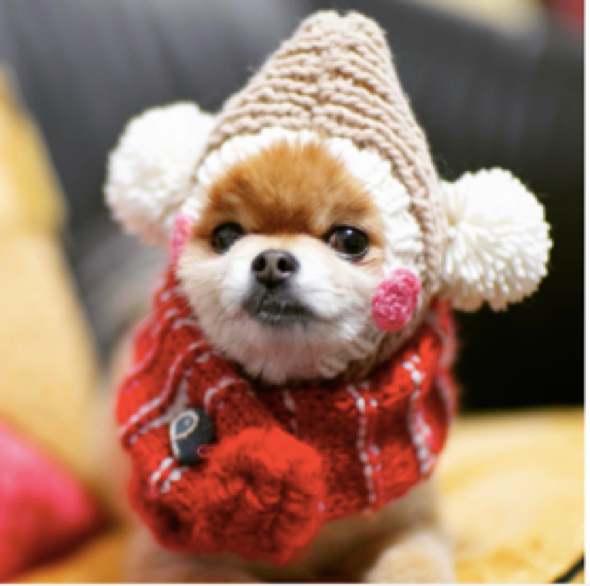 動物,犬,猫,しつけ,飼い方,育て方,病気,健康