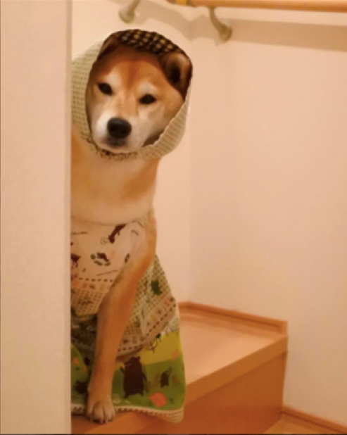 動物,犬,猫,しつけ,飼い方,育て方,病気,健康